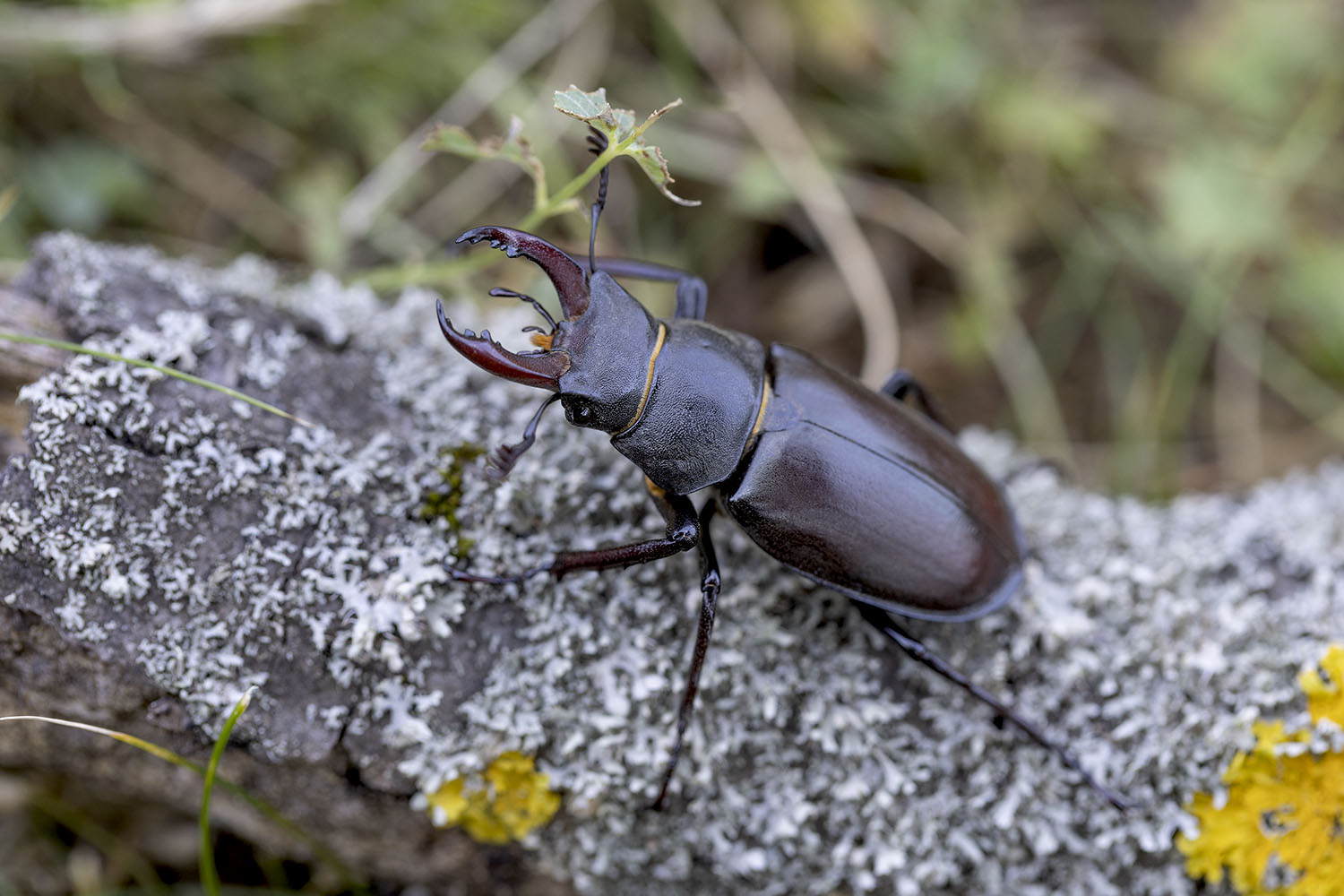 Lucanus cervus cervus var. microcephalus